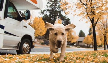 Petfriendly Fall 2 360x212 - Happy Campers RV Rentals